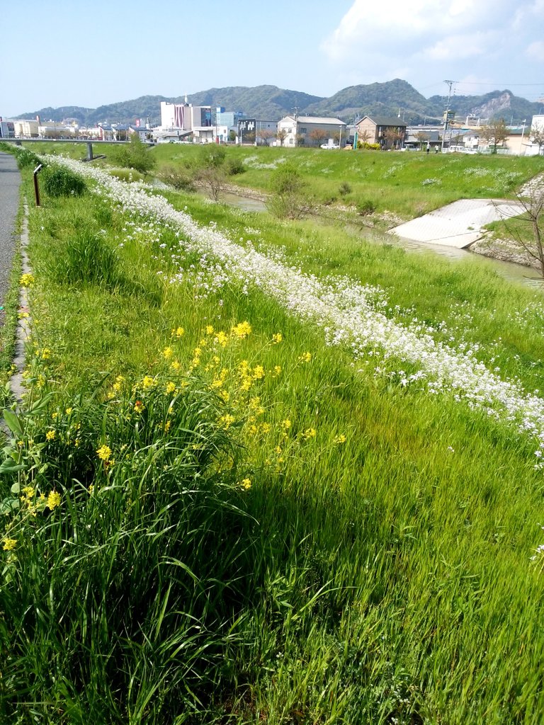 爽やかな春の川