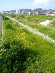 爽やかな春の川