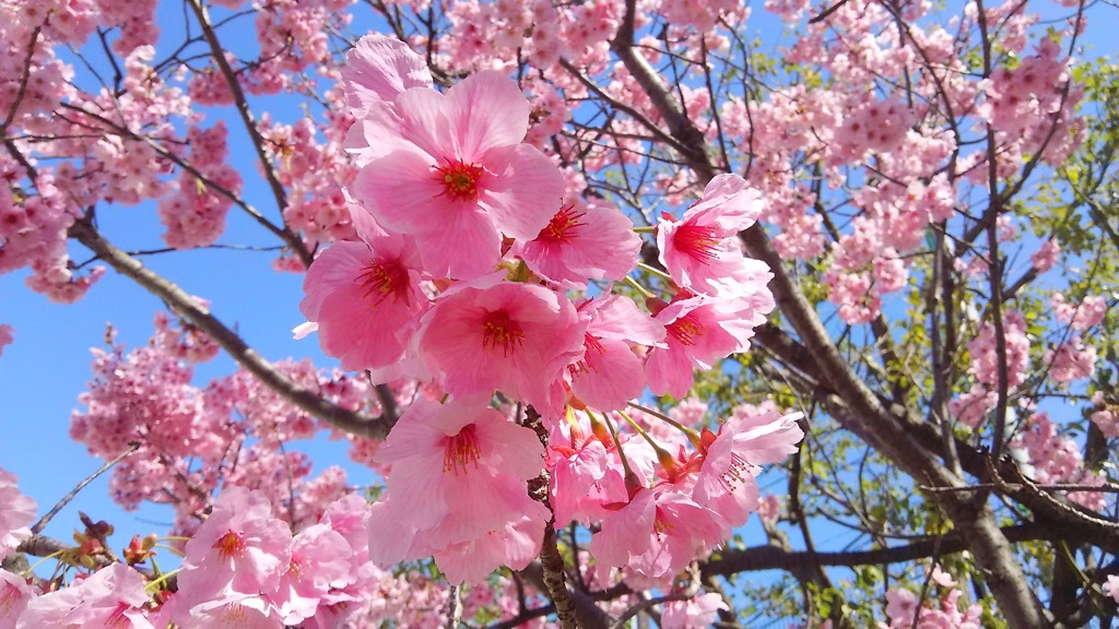 河津桜