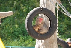 悲しげな表情の母親猿