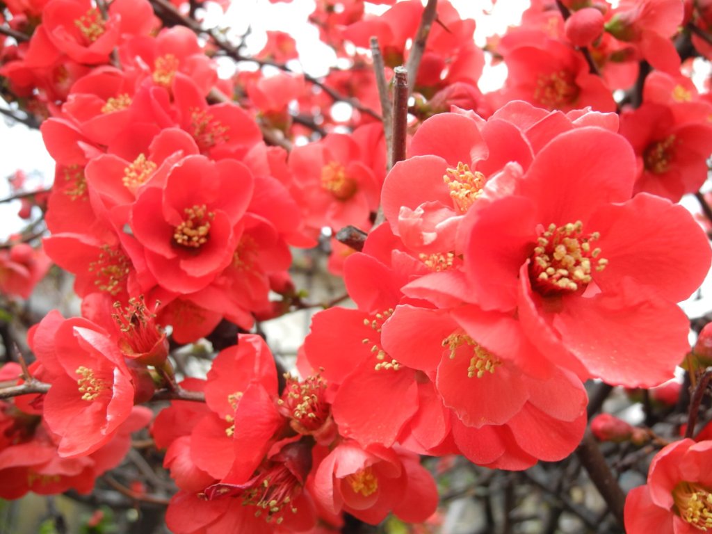 木瓜の花