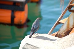 この鳥なんて鳥