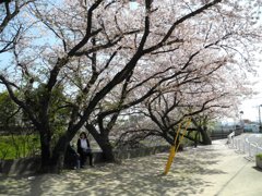 地元の桜