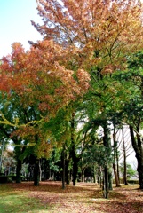 近くの公園にて