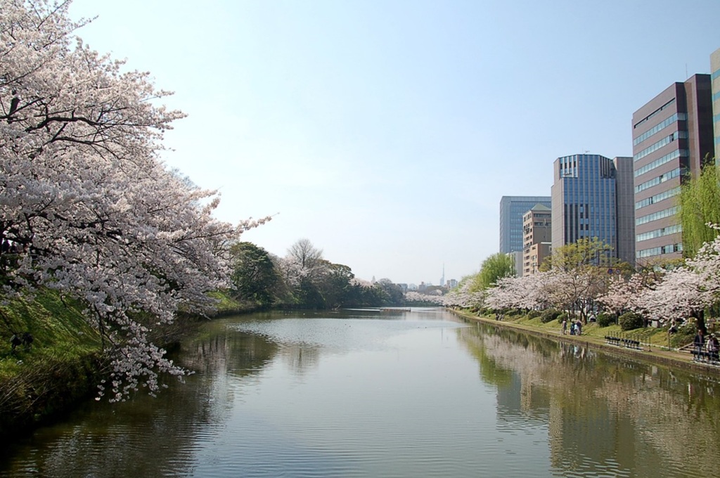 堀端の桜　福岡市舞鶴公園