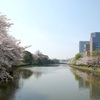 堀端の桜　福岡市舞鶴公園