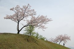 山の上の桜