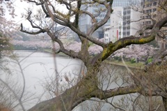 広重構図まねて