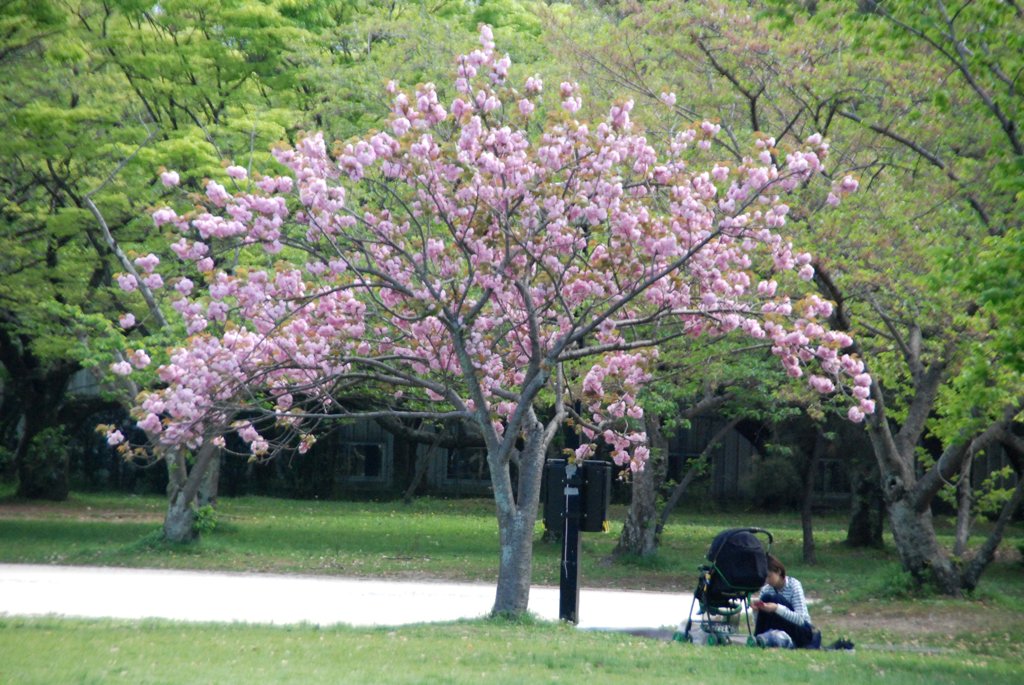 八重桜の下で