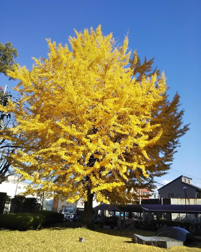 イチョウの紅葉