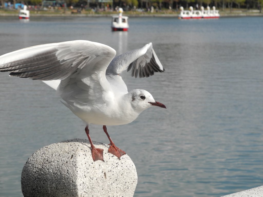 飛びます、飛びます
