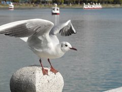 飛びます、飛びます