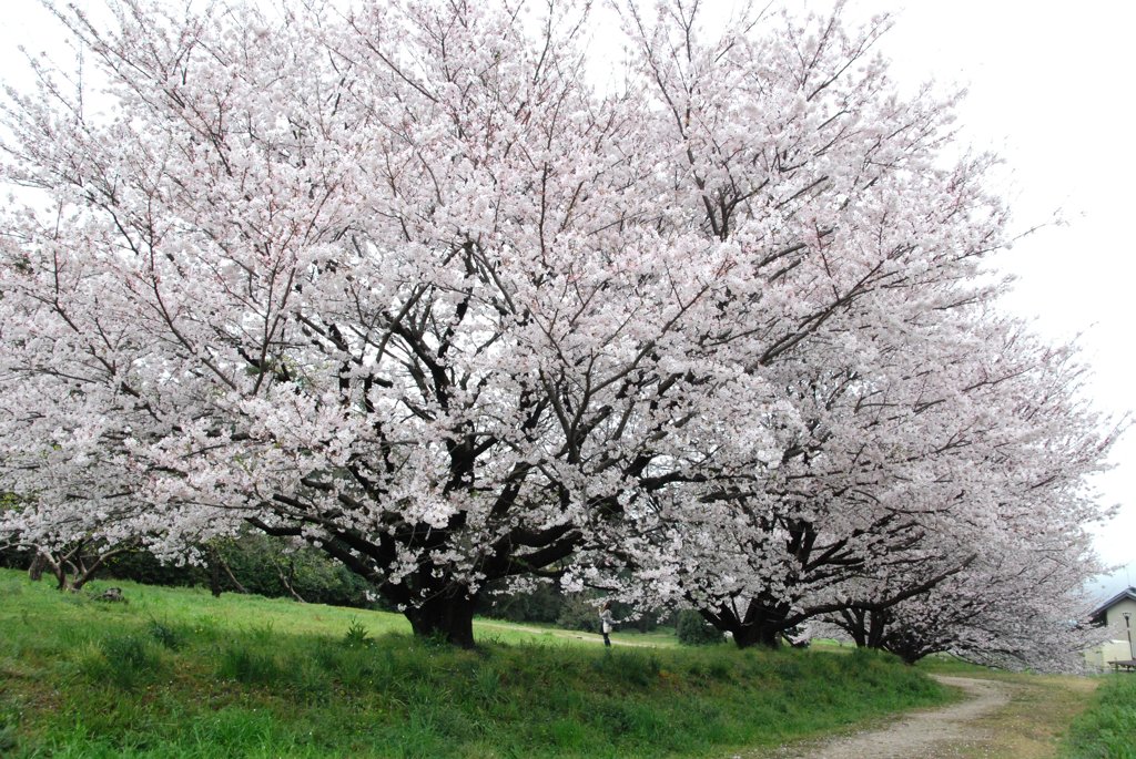 見事な桜