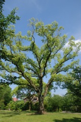 羽根を広げるように