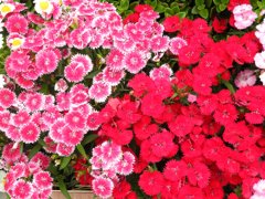 ナデシコ科ダイアンサツ？