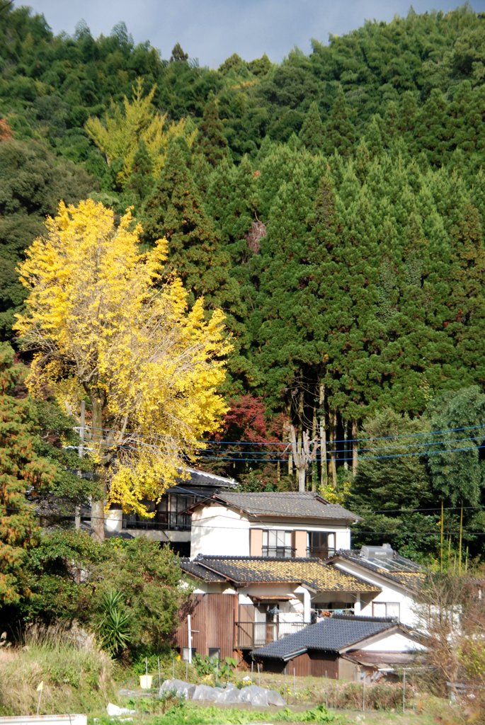 銀杏