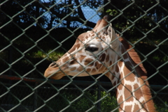 キリンさんも久しぶりに見ました　感激