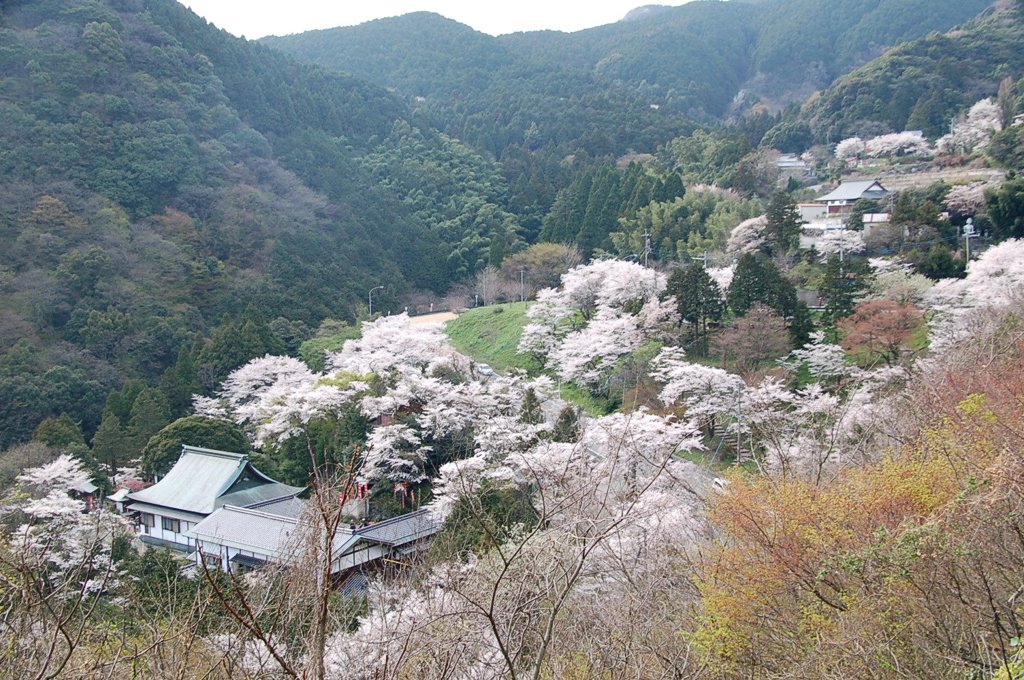 山に咲くさくら　でもソメイヨシノです
