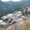 山に咲くさくら　でもソメイヨシノです