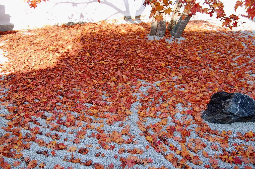 白砂紅葉模様