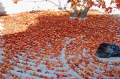白砂紅葉模様