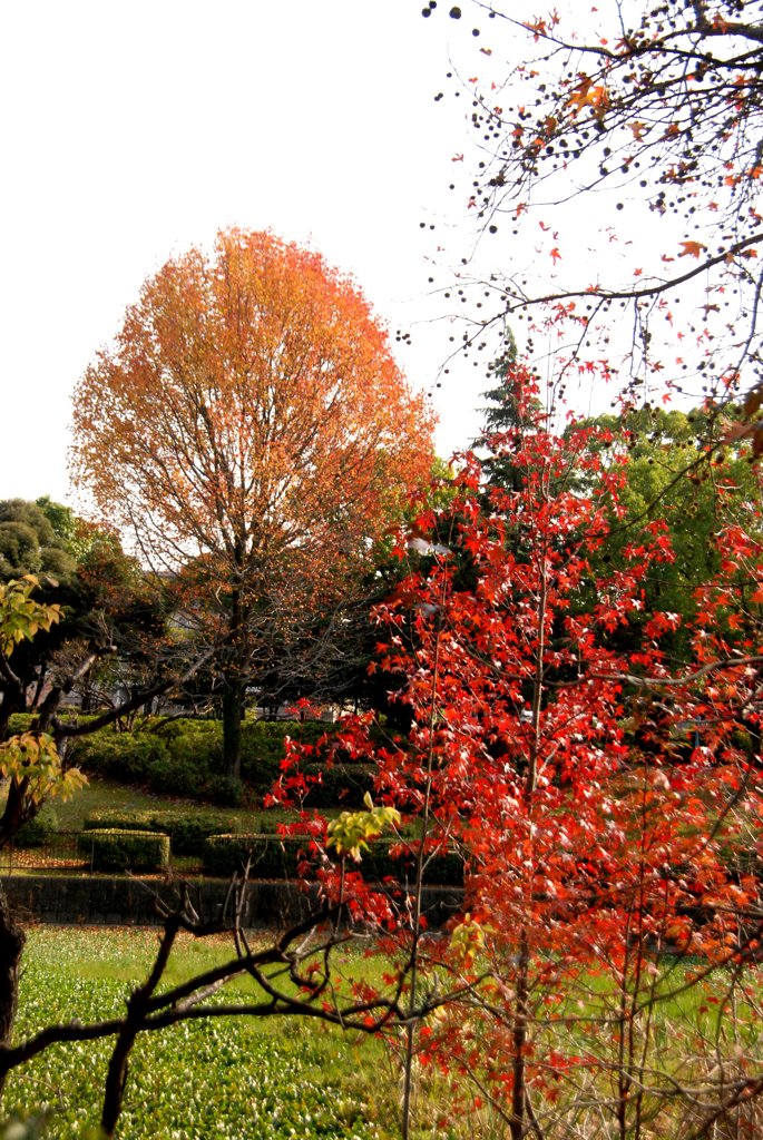 近くの公園で