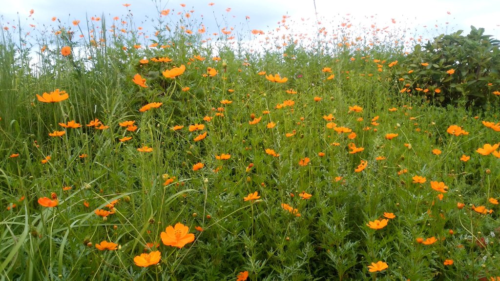 秋キバナコスモス