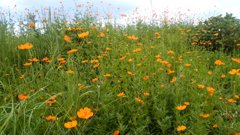 秋キバナコスモス