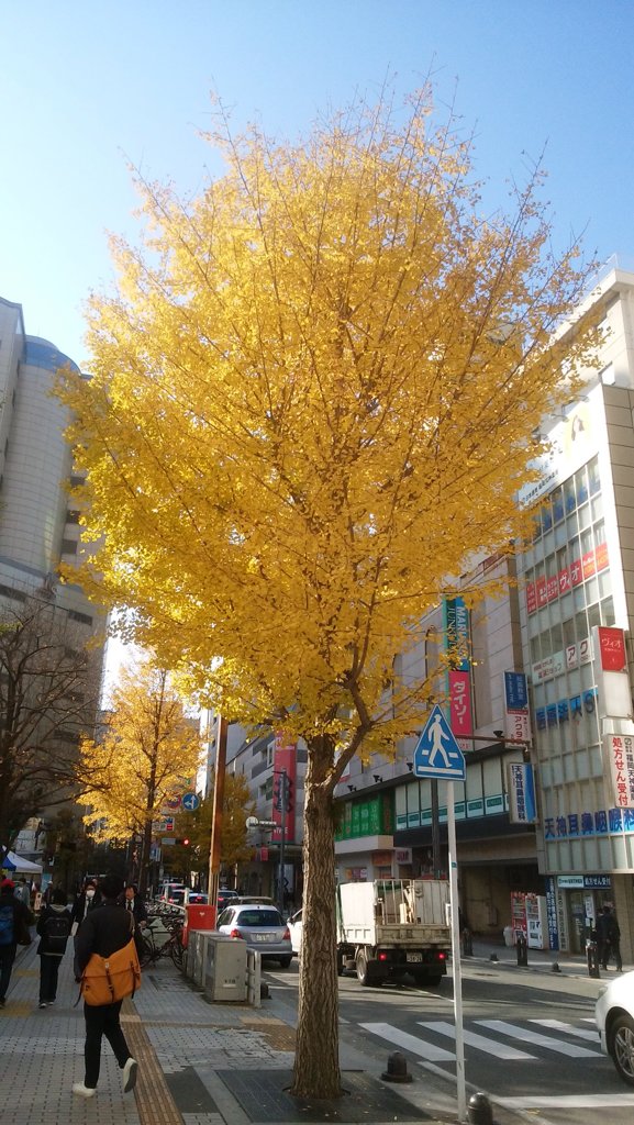 街中の紅葉