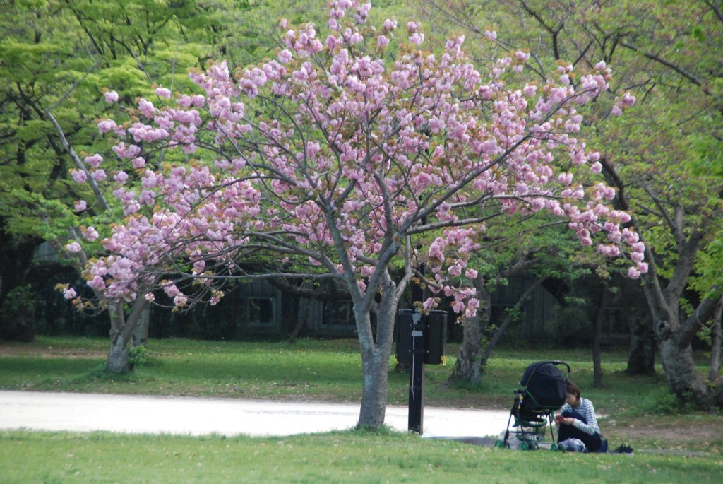1本の八重桜