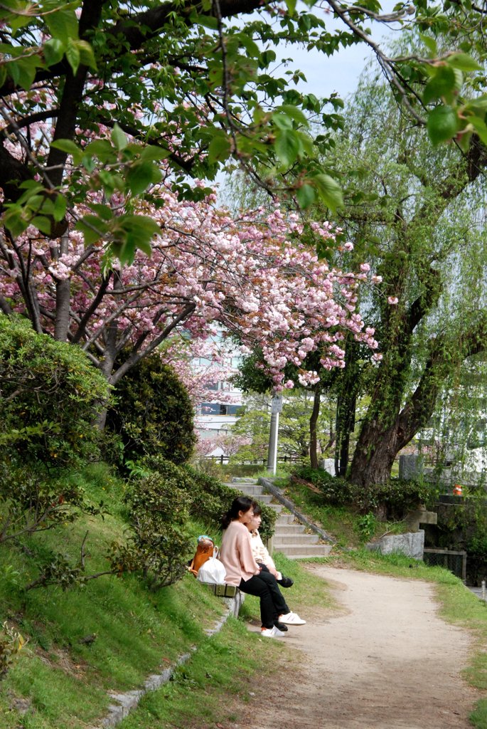 八重桜の下で