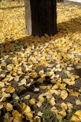 銀杏落ち葉