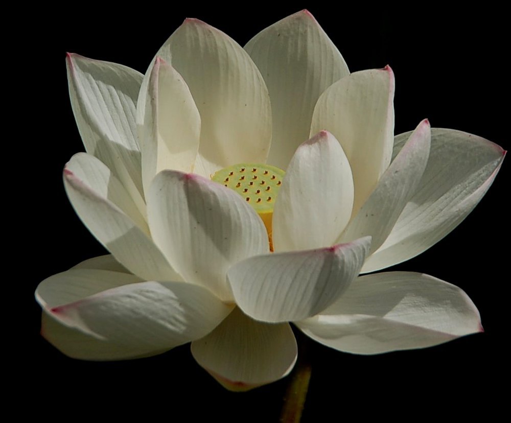 蓮の花