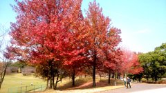 近くの公園の紅葉