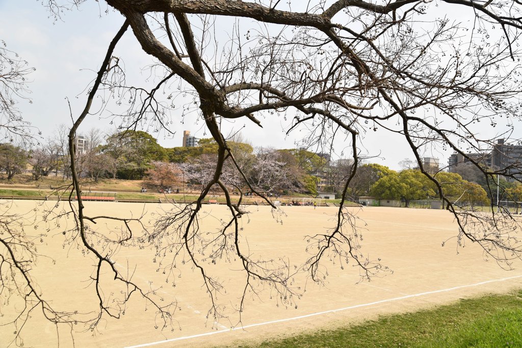 枝の形