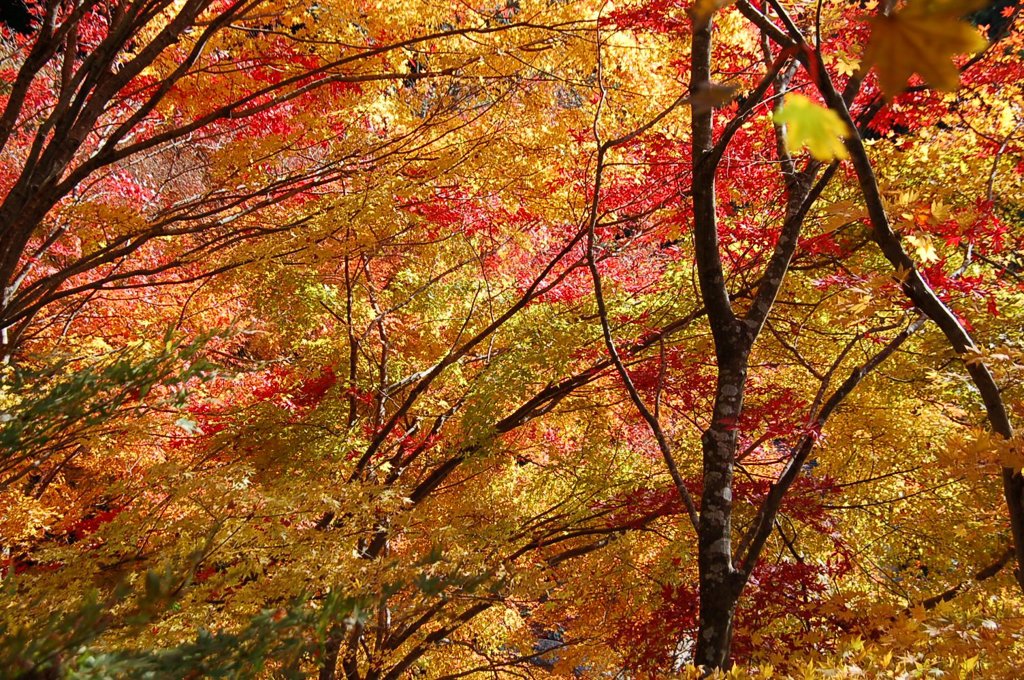 色とりどりの秋２