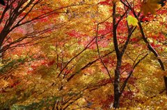 色とりどりの秋２