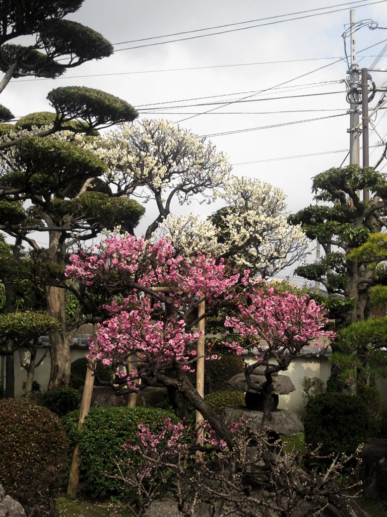 白梅紅梅