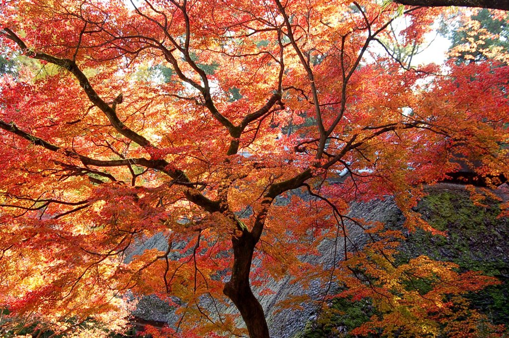 日本の美