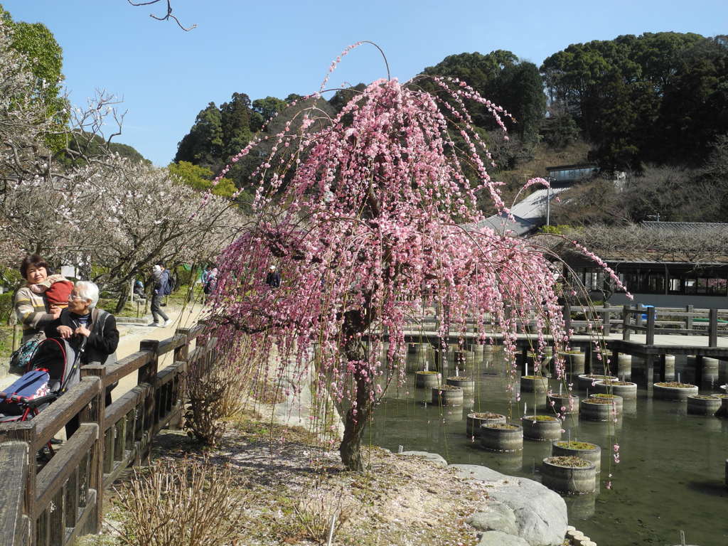 枝垂れ梅