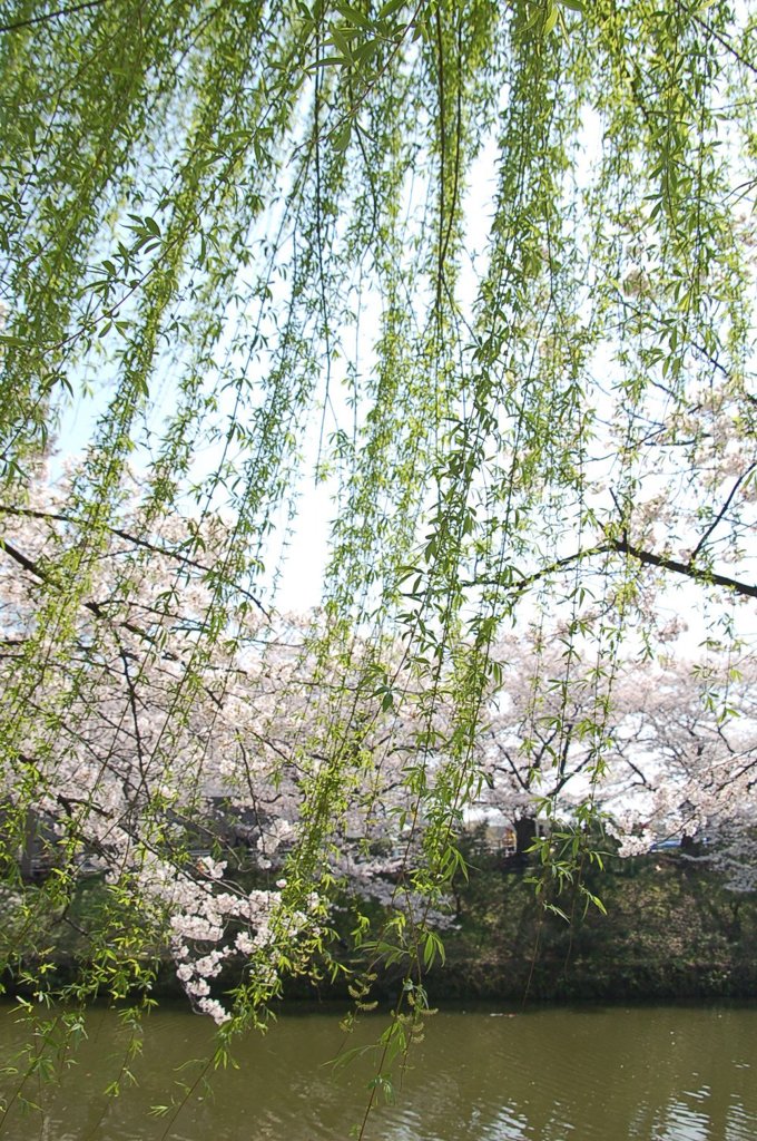緑の柳とピンクの桜