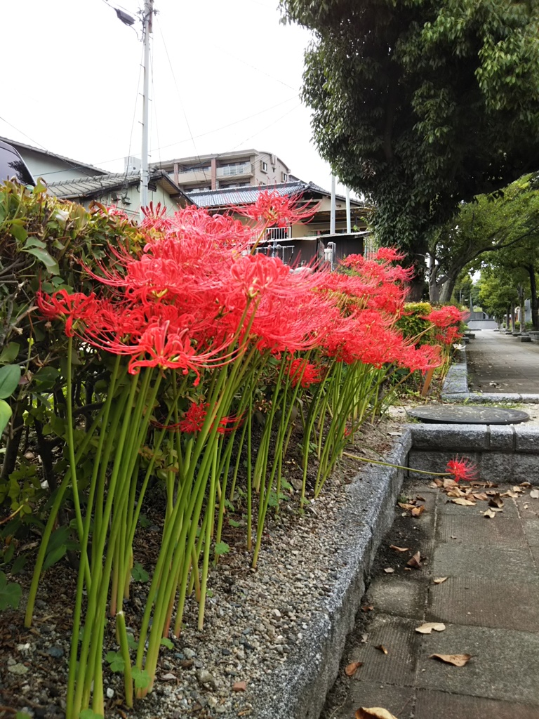 秋分の日の彼岸花