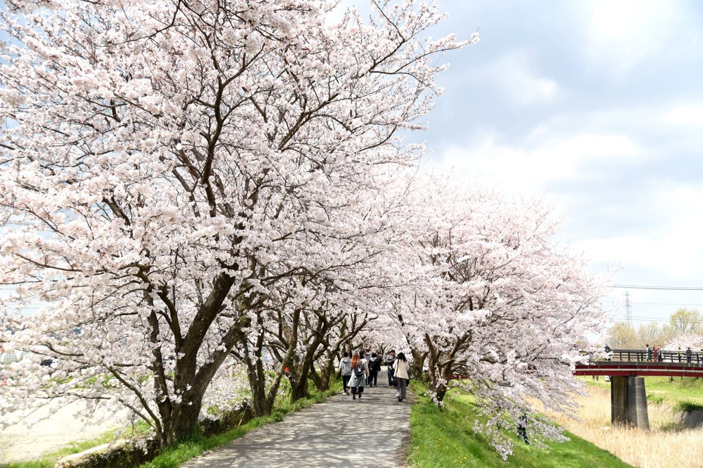 桜満開
