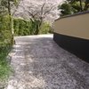 さくら道