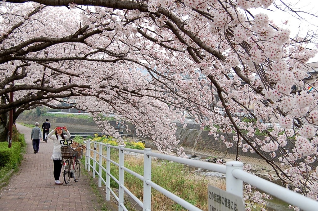 太宰府　御笠川沿い２