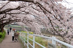 太宰府　御笠川沿い２