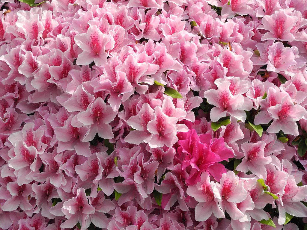 画面一杯つつじの花