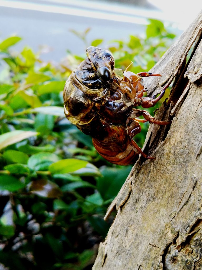 蝉　脱皮できず頓死
