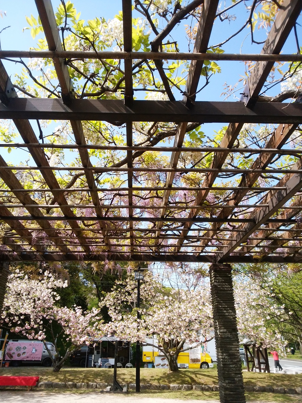 藤と桜