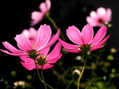 コスモス